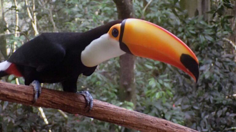 Parque das Aves – Foz do Iguaçu