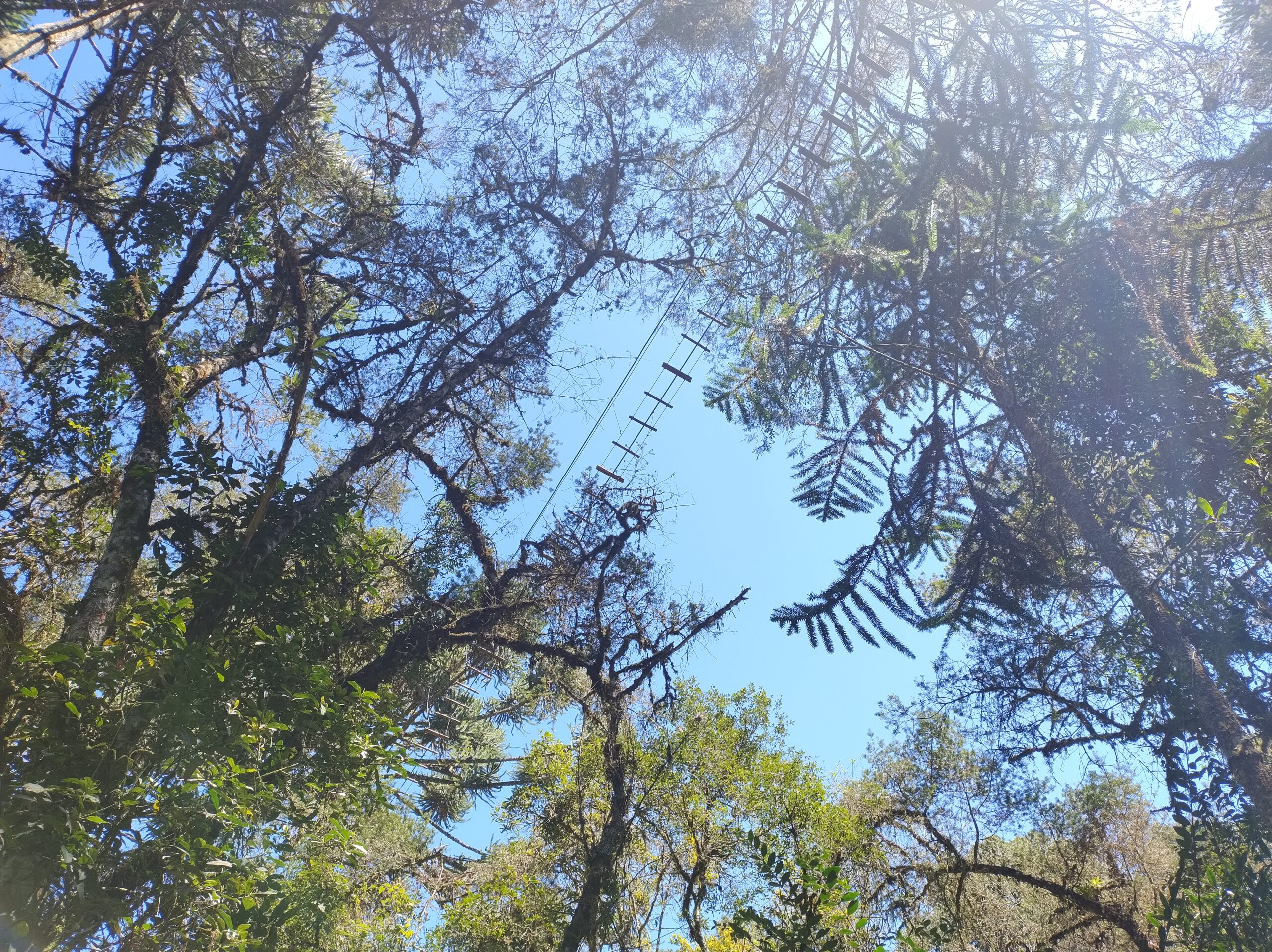 Bosque do Silêncio - Campos do Jordão