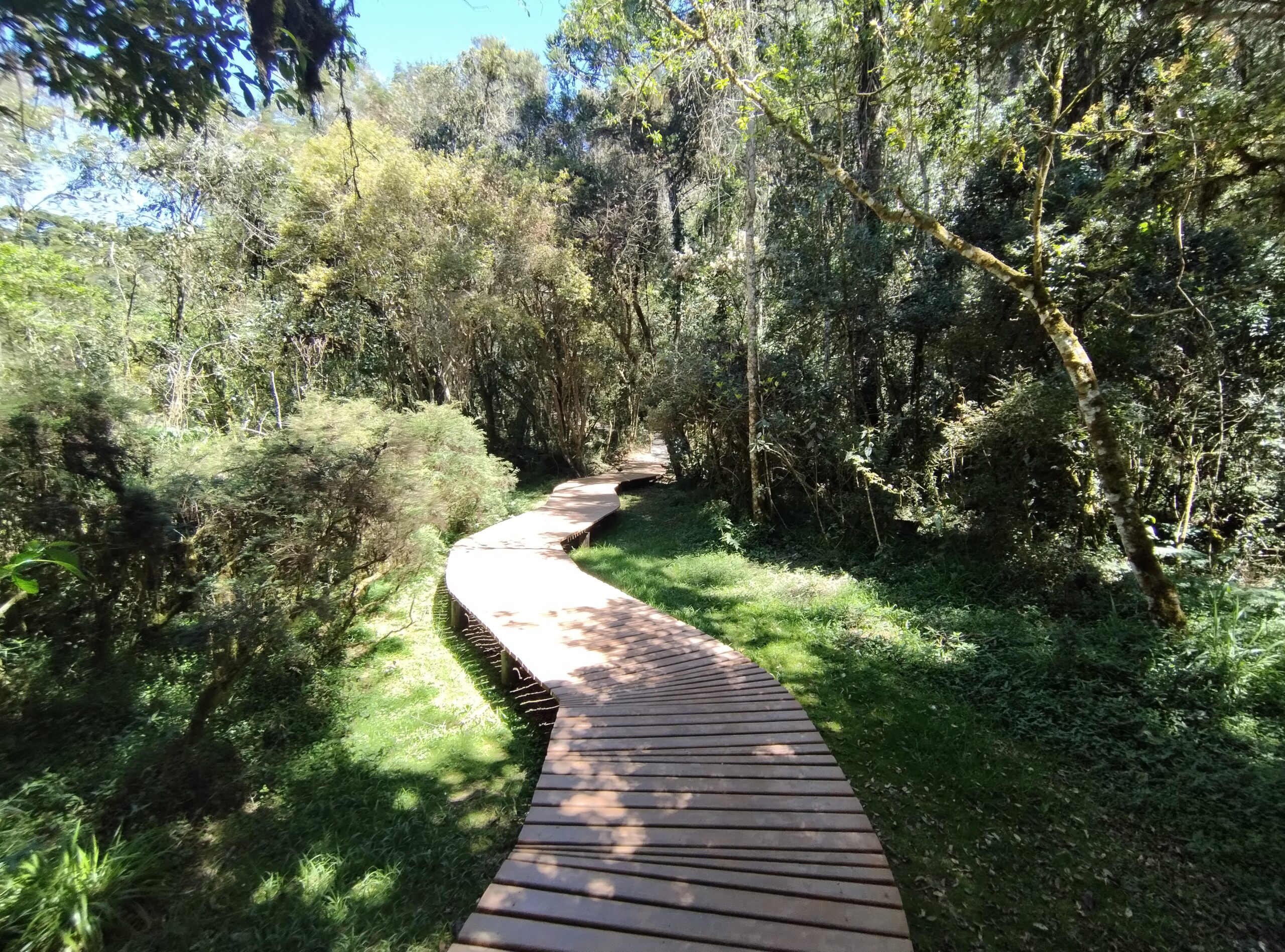 Bosque do Silêncio - Campos do Jordão