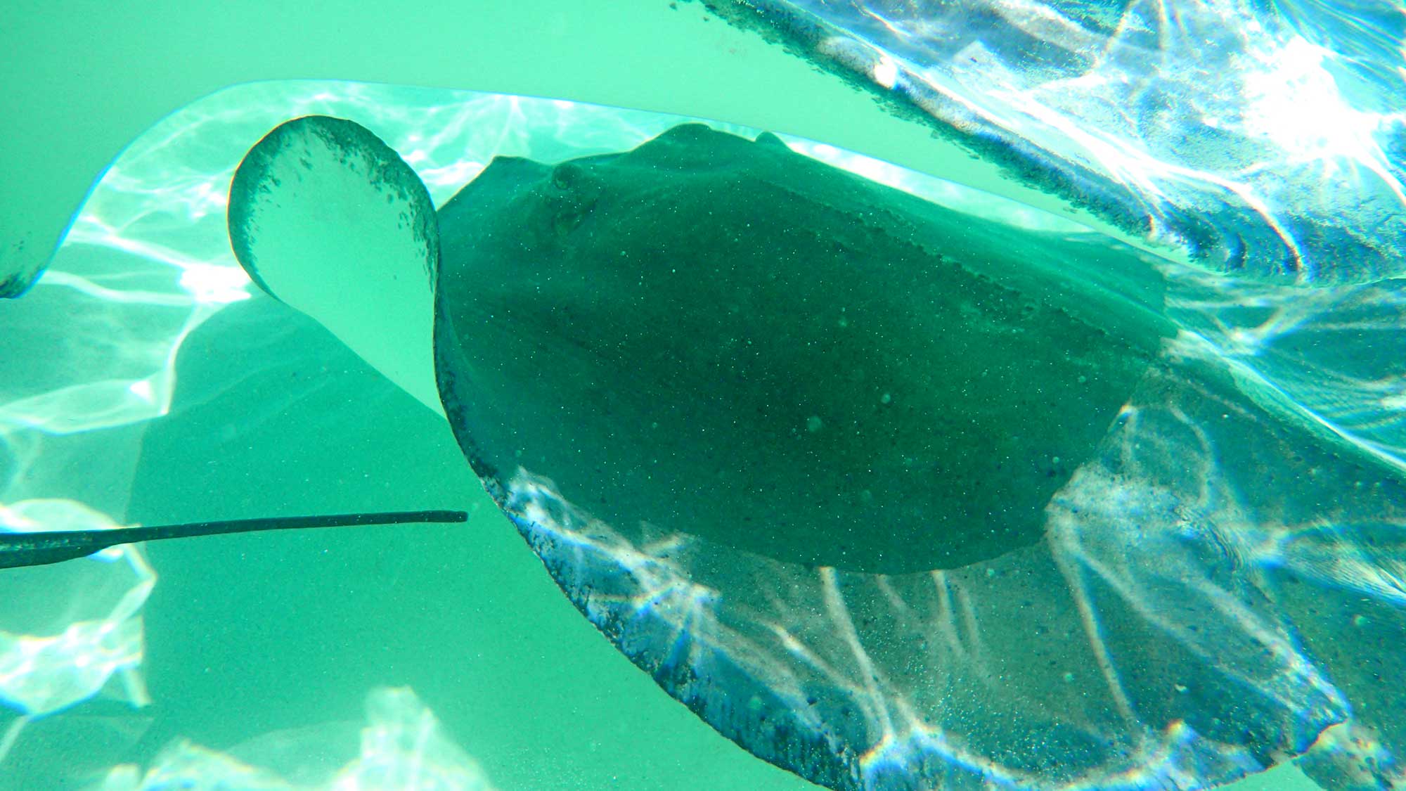 Stingray city - Ilhas Cayman - Viagem de Cruzeiro