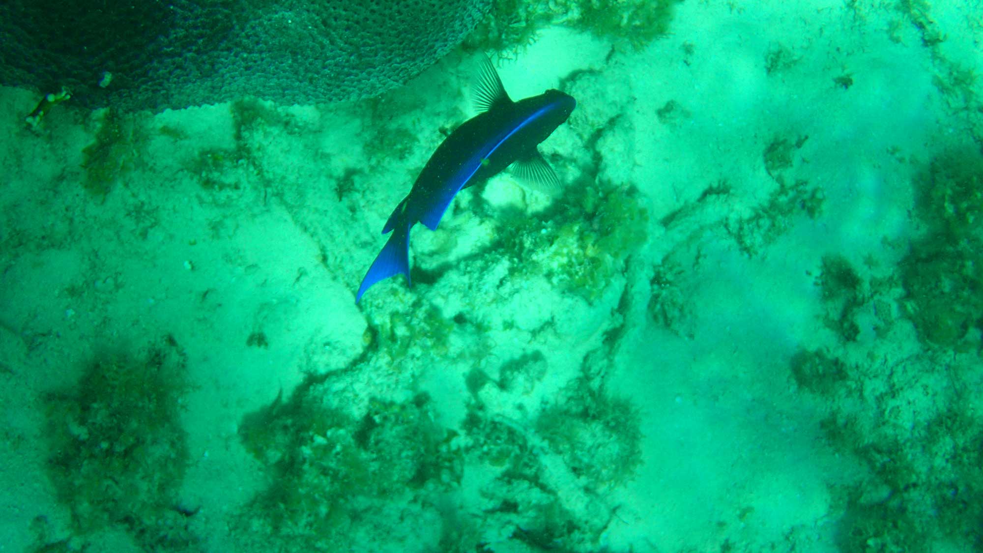 Stingray city - Ilhas Cayman - Viagem de Cruzeiro